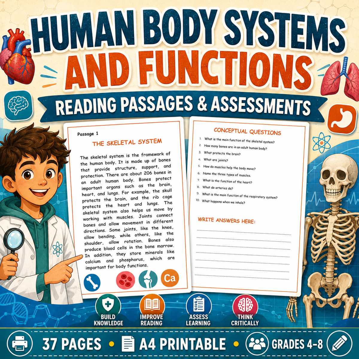 Human Body Systems & Functions Worksheets | Reading Comprehension & Assessments | Grades 4–8